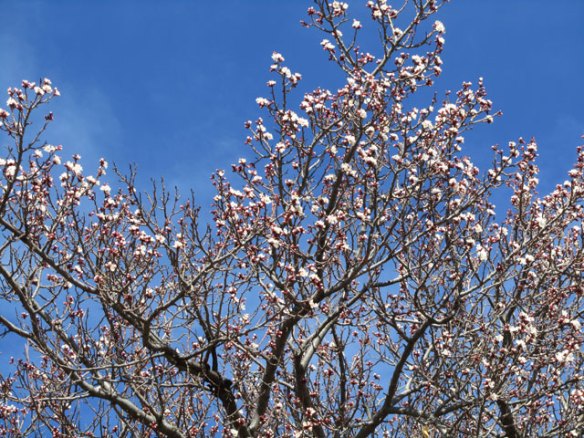 Apricot-Tree