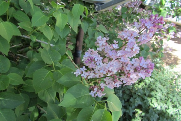 May-and-More-Sunday-Stills