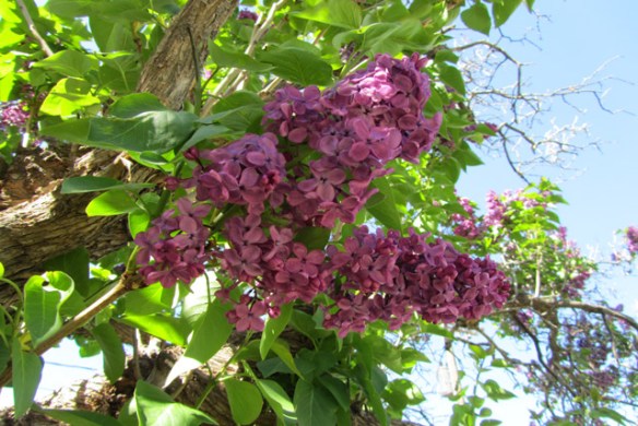 Sunday-Stills-for-May