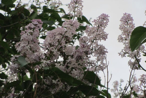 Lilacs