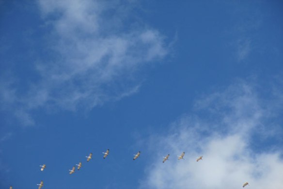 Cranes-in-flight
