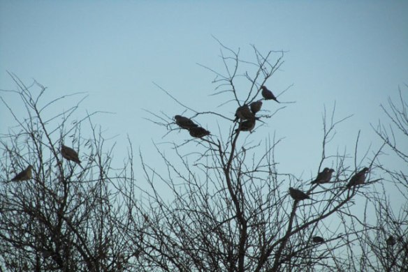 Doves-in-a-tree-1