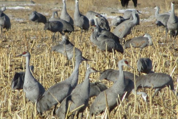 Sandhill-Cranes-1