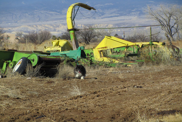 Chasing-Rabbit | Life on a Colorado Farm