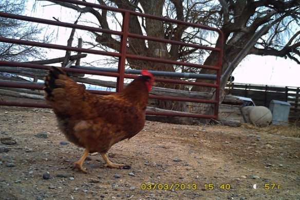 Hen