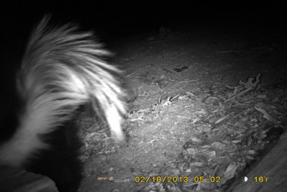 Skunk-2