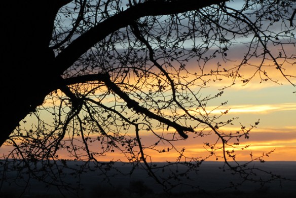 Apricot-Tree-and-sunset
