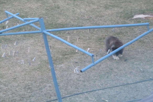 CHecking-out-the-yard