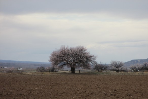 Made-through-the-fire