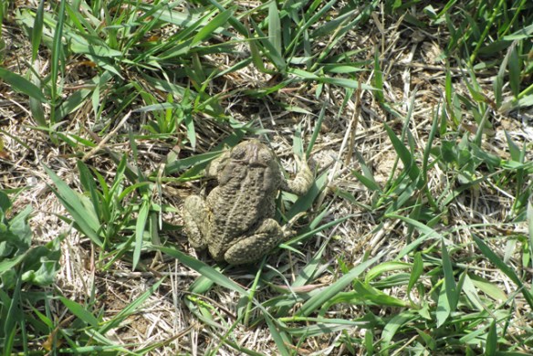 Toad