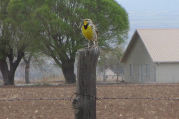 Western-Meadow-Lark