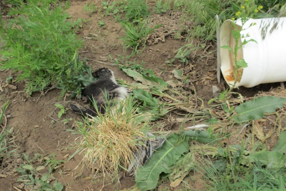 Dead-Skunk