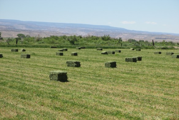 Hay-bales