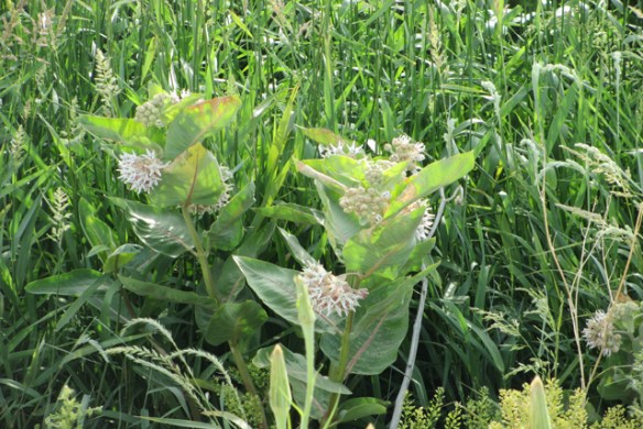 Milkweed