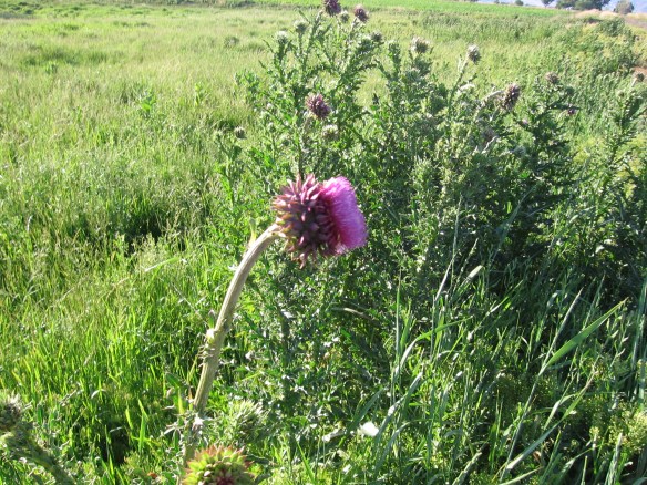 nasty-purple-thistle