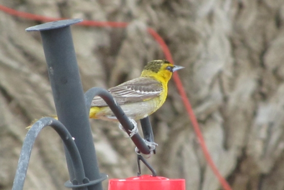 Yellow-Bird-1