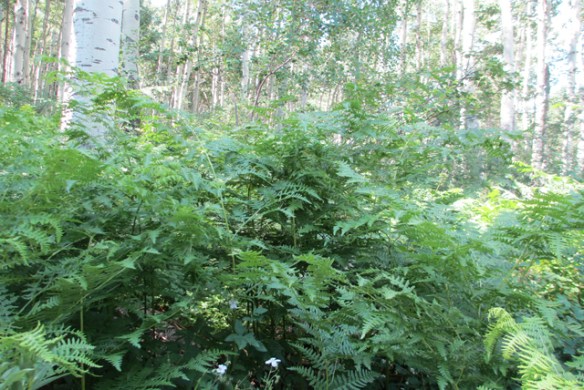 Ferns-and-Aspen