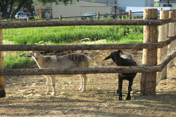 Goats-2