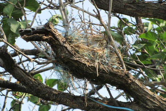 Nest