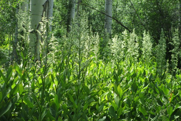 Skunk-cabbage-in-bloom