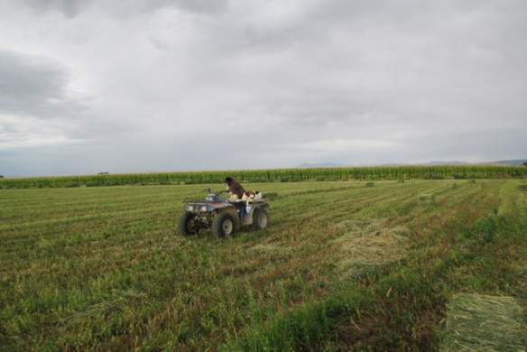Dogs-and-hay