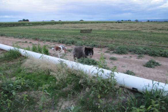 Hay-and-dogs