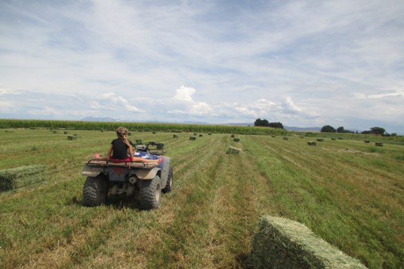 Straightening-bales