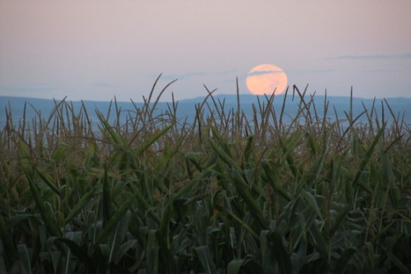Moon-of-harvest