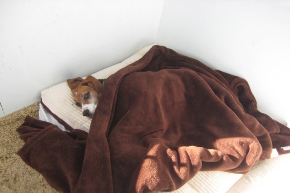 Boomer-with-his-cover