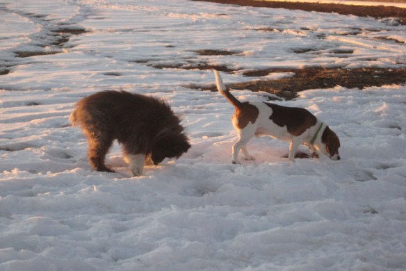 Dog-smelling-the-earth