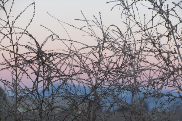 The-weed-of-the-west