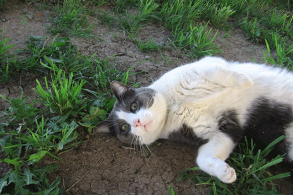 The-cat-who-loves-grass