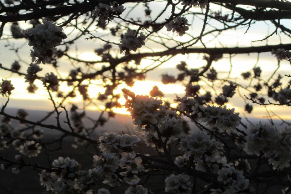 Sunset-blooms
