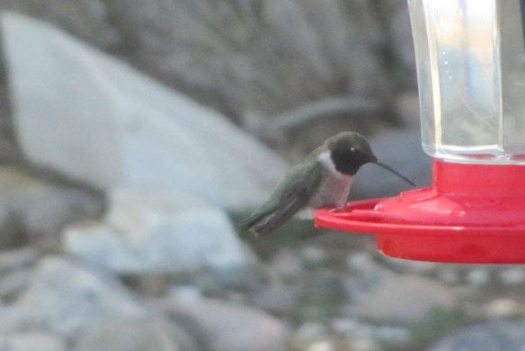 First-of-the-season-!