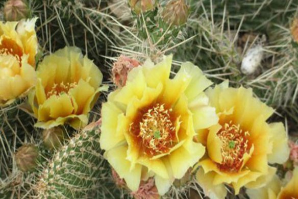 Yellow-Cactus-For-Post