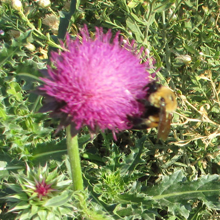 Bee-and-Thistle