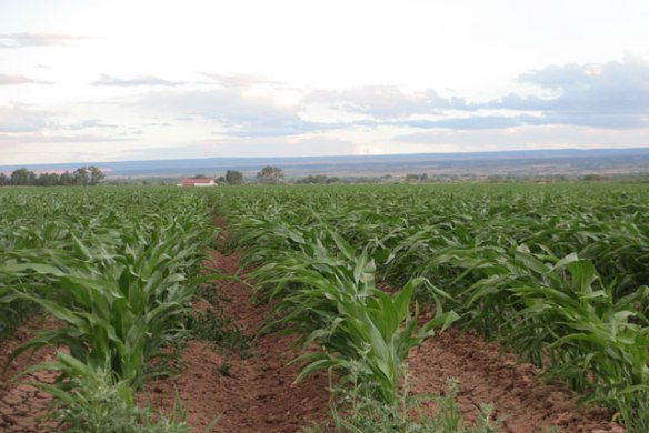 Corn-Field-1