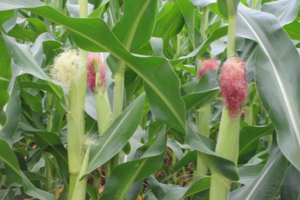 Ears-of-corn