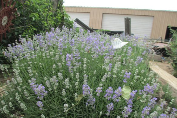 Lavendar-2