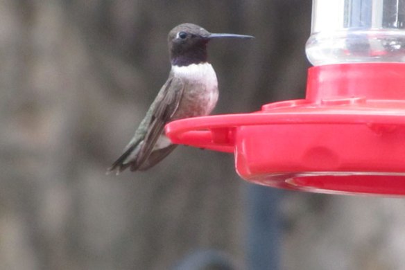 Black-Chinned