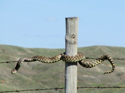 Bull Snake