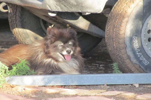 Resting-under-the-truck