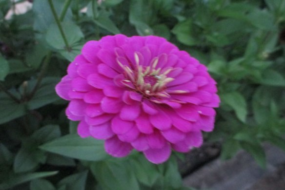 Zinnia-1