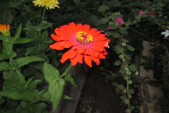 Zinnia-2