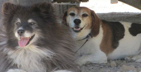 best-friends-for-ever-more-