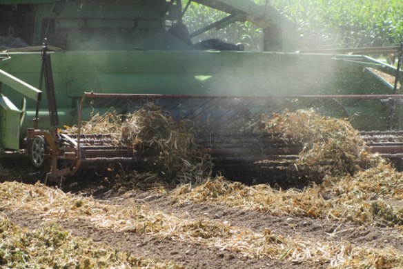 Pinto-Harvest-3-2014