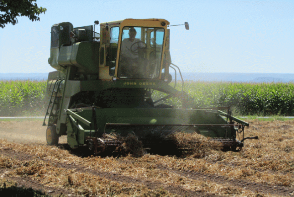 Pinto-Harvest-4-2014