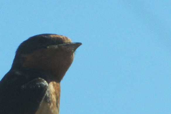 Swallow 2