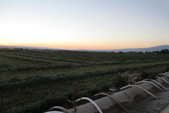 Third-Cutting-of-Hay