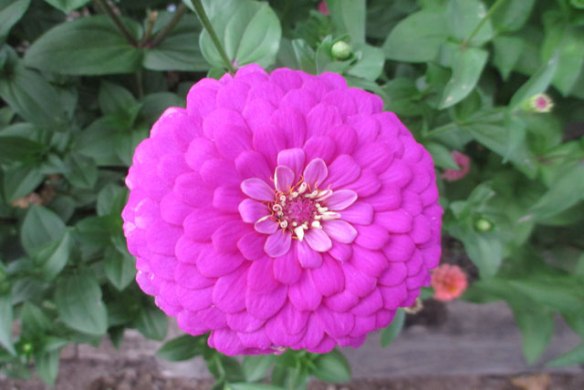Zinnia-1